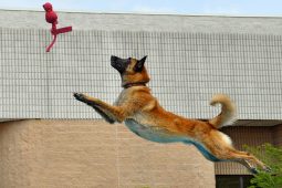 Come fotografare i cani