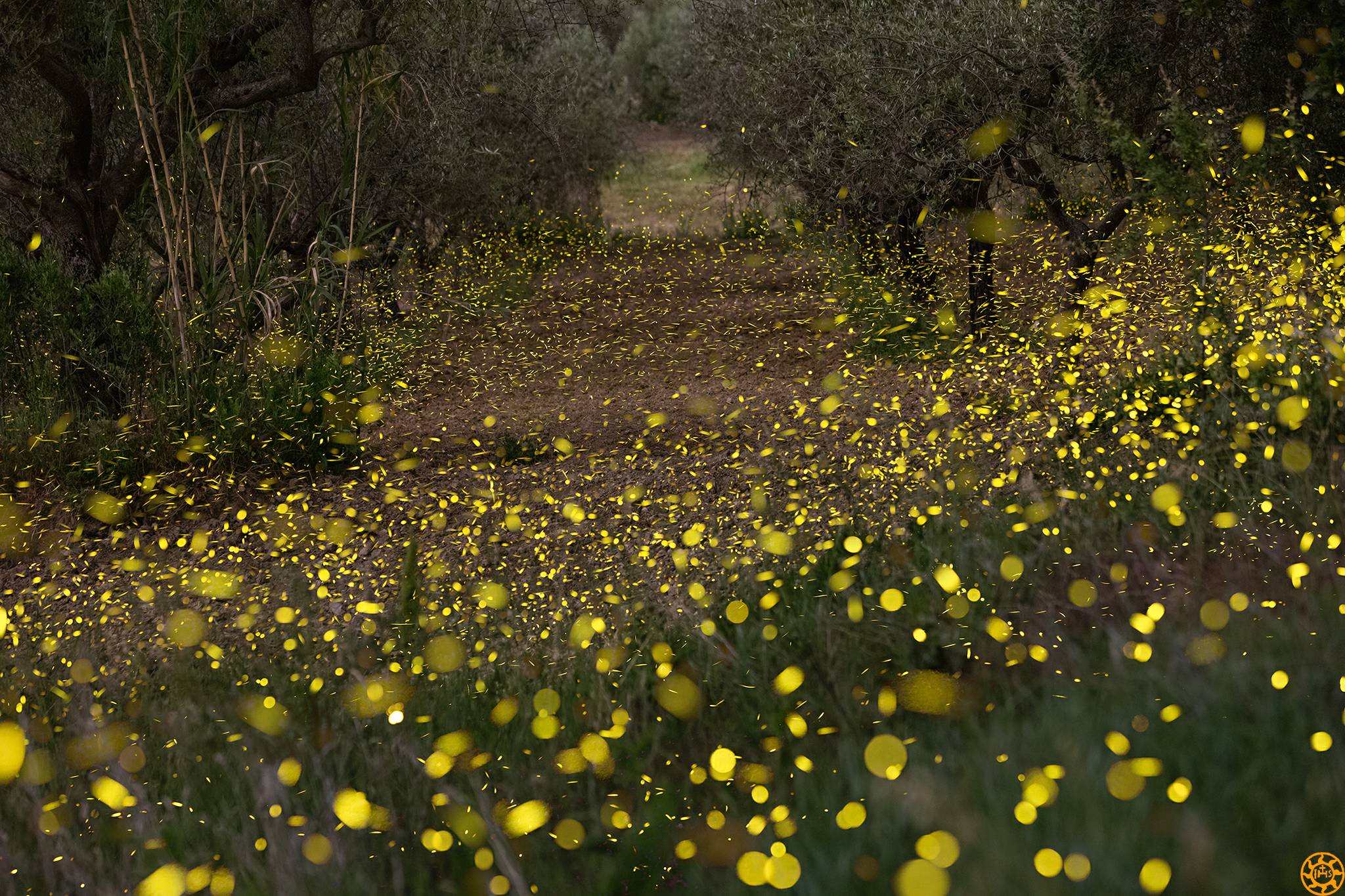 Fotografare le lucciole tutorial tecnico e pratico completo